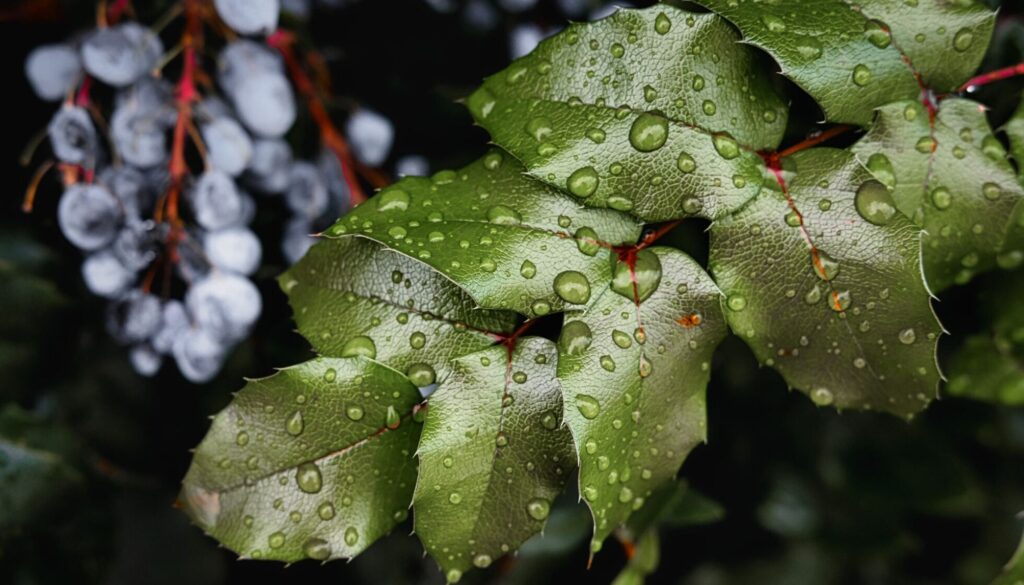 siskiyou grapevine